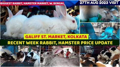 Recent Week Rabbit Hamster Gerbil Price Galiff Street Cheapest Pet