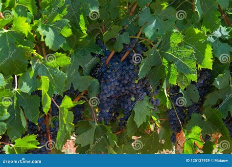 Blue grapes on plant stock image. Image of plant, vines - 125137929