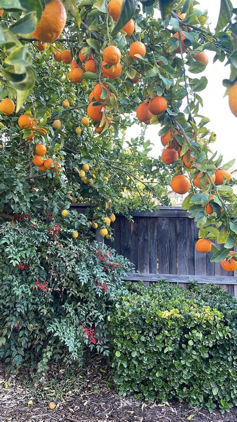 Is this a lemon/orange tree hybrid? : r/treeidentification