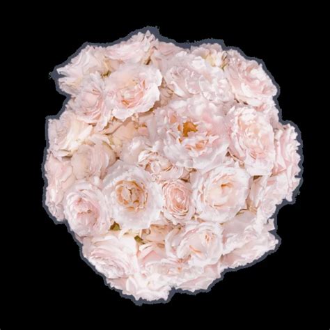 Wedding Rosever Alma Spray Roses