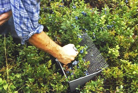 Perseverance Blueberry Farm Pick Your Own