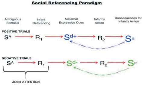 The Chain Of Stimulus Response Constituting Each Of Positive And Download Scientific Diagram