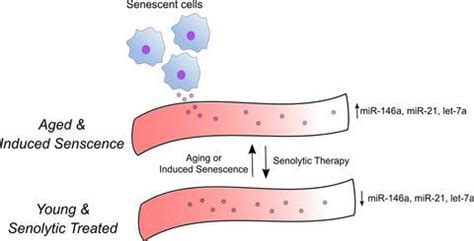 Cellular Senescence Contributes To Age Dependent Changes In Circulating