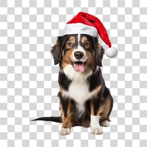 Ideias Para Cartoes De Natal Para Cachorro 62 Melhores Ideias De Natal