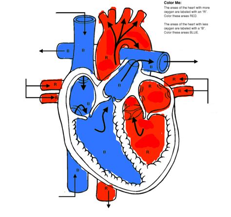 Heart Diagram Diagram | Quizlet