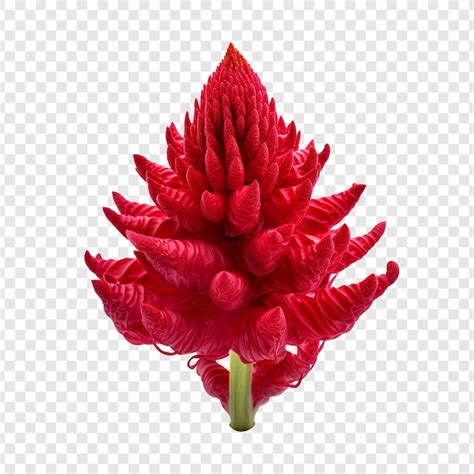 PSD Celosia Blume Hochqualitative Kostenlose PSD Vorlagen Freepik