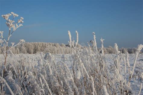 Winter in Siberia Nature Forest in the Snow Trees Stock Image - Image ...