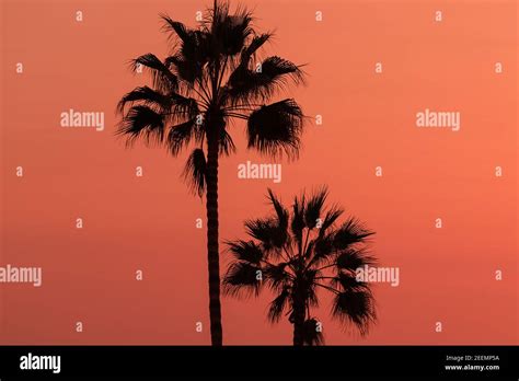 Beautiful Abstract Background With Silhouette Palm Trees In Sunset