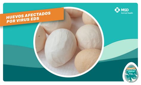 Cáscara De Huevo ¿qué Enfermedades Afectan Su Calidad Avicultura Msd