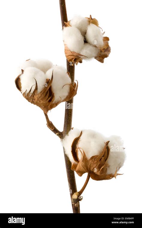 Raw cotton hi-res stock photography and images - Alamy