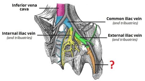 The Pelvic Veins External Internal Common Iliac Teachmeanatomy