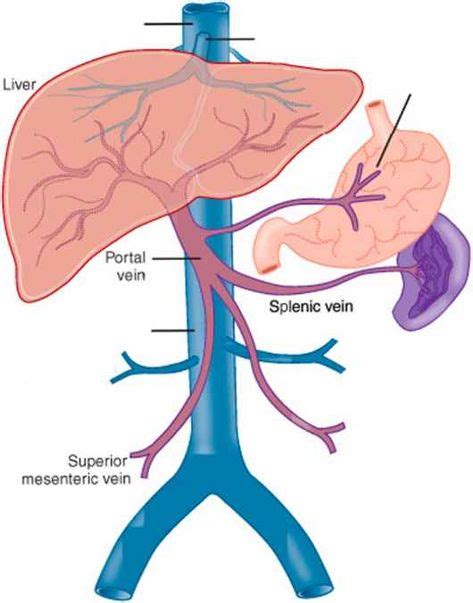 Portal vein and splenic vein anatomy