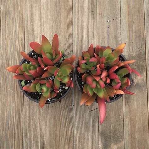 Crassula Campfire Succulent Plant Fire Red Crassula 4 Inch Harddy