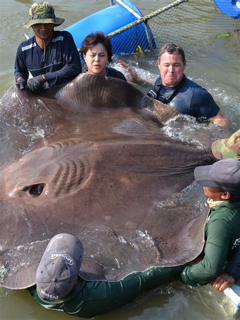 Largest Stingray