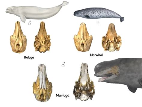 Tout Savoir Sur Le Narluga Hybride Du Narval Et Du B Luga