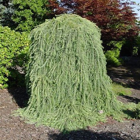 15 Dwarf Weeping Larch Tree Seeds-1233 - Etsy