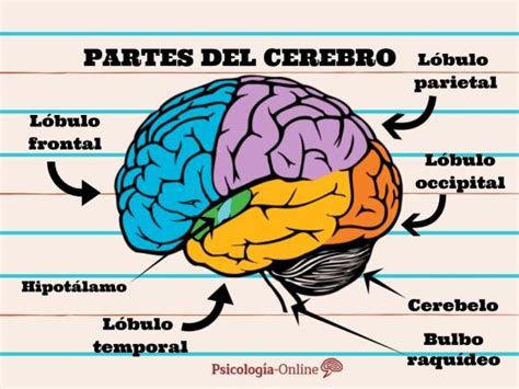 Partes Del Cerebro Y Sus Funciones Psicologistica The Best Porn Website