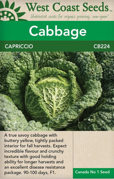 Cabbage Capriccio All Seasons Garden Centre