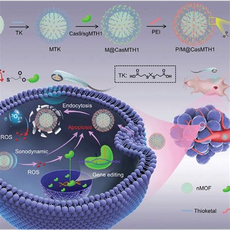 The Schematic Diagram Illustration Of Hep PGEA Targeting Survivin Gene