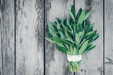 Salvia Officinalis Sage Leaves On Old Wooden Table Garden Sage