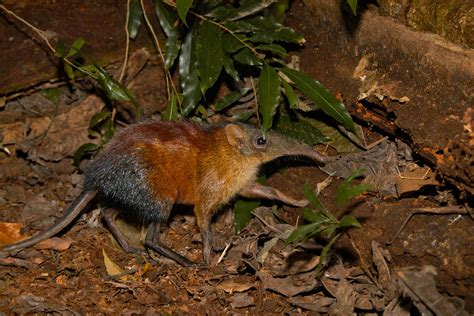 Worlds Biggest Elephant Shrew Tracked In Tanzania