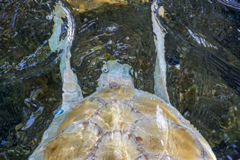 Close Up of Albino Sea Turtle Under Water Stock Image - Image of ...