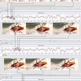 The movement of the cockroach based on the position of legs at ...