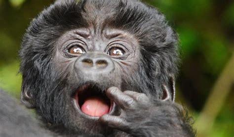 New Years Gorilla Habituation Experience In Uganda