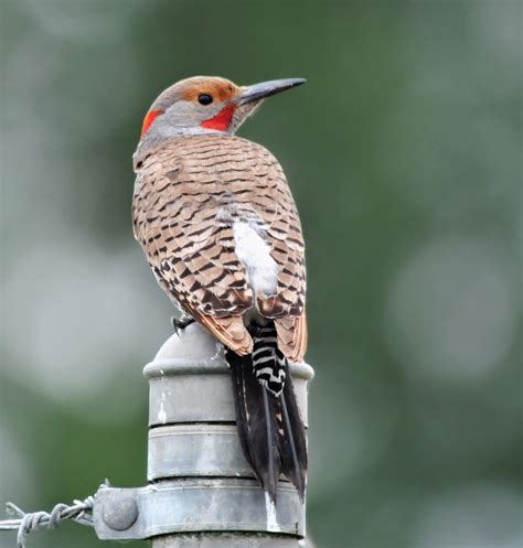 Bird Hybrids: Northern Flicker intergrades