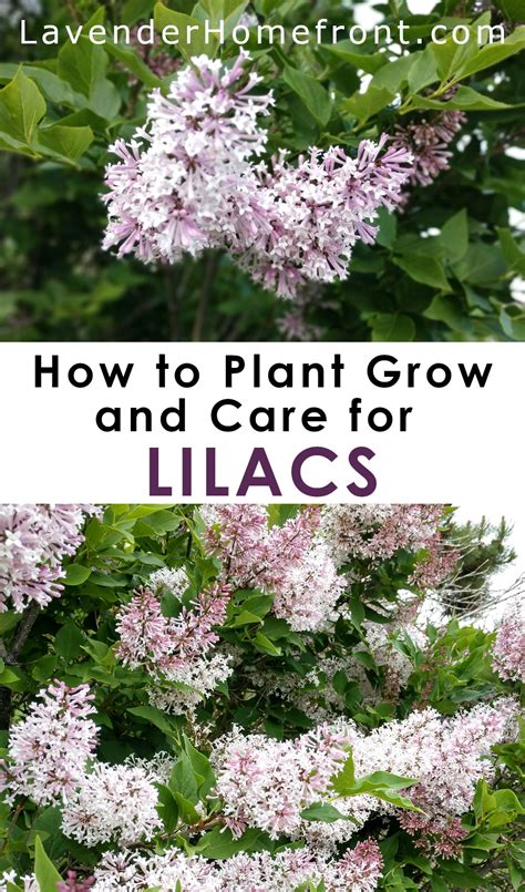 How To Plant Grow And Care For Lilac Bushes The Lavender Homefront