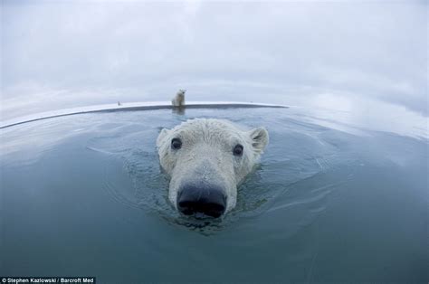 The animal zone: Polar stare: Arctic bears get up close and personal in ...