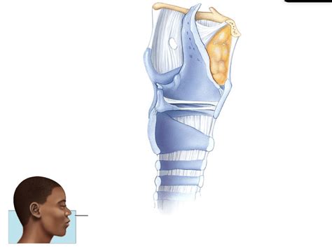 Sagittal Section Of The Larynx Diagram Quizlet