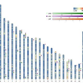 Diagram Of The Genome Wide Distribution Of Highly Expressed Herv K