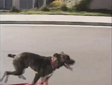 Lesbians Babe Pussy Dildo Penetrated Feat Shelbee Myne XHamster