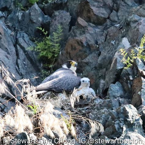 Soaring to Success: Peregrine Falcon Conservation | Mass.gov