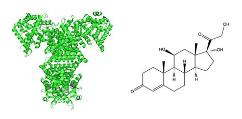 Changes To The Glucocorticoid Receptor Gene The Inheritance Of Non