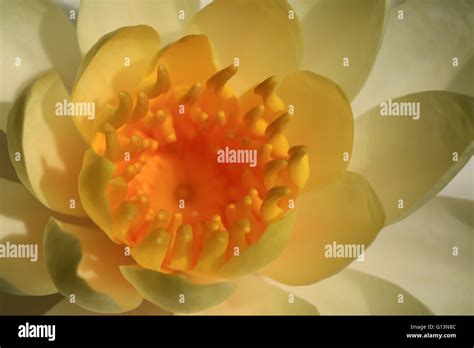 Yellow water lily flower Stock Photo - Alamy