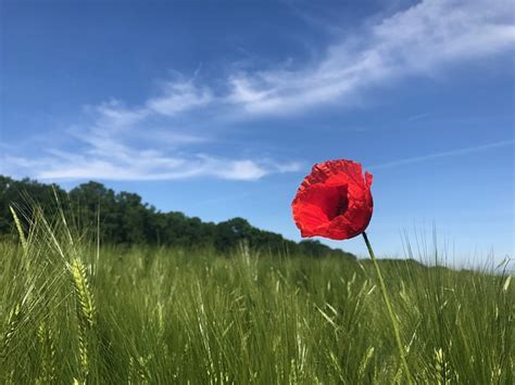 Mohnblume Feld Natur Kostenloses Foto Auf Pixabay Pixabay