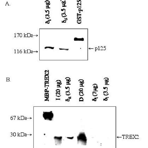 The TREX2 3 ′→ 5 ′ exonuclease copurifies with pol δ d . A: Western ...