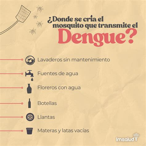 DONDE SE CRÍA EL MOSQUITO QUE TRANSMITE EL DENGUE IMSALUD