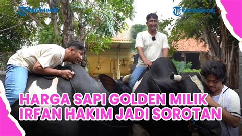 Harga Sapi Golden Milik Irfan Hakim Yang Disebut Sapi Terbesar Di