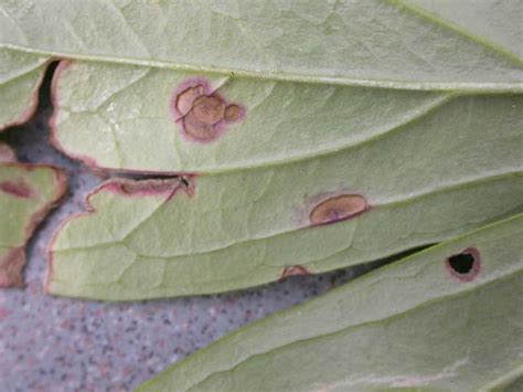 Peony Blotch