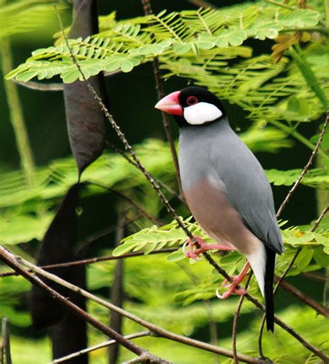 P38c Java Sparrow Photo By Segfredo R Serrano Scr Flickr