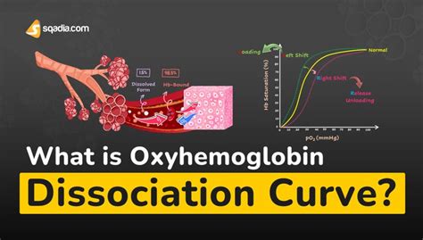 What Is Oxyhemoglobin Dissociation Curve Physiology