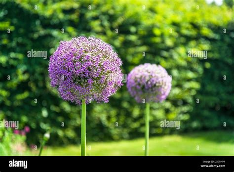 Purple Allium 2022 Hi Res Stock Photography And Images Alamy