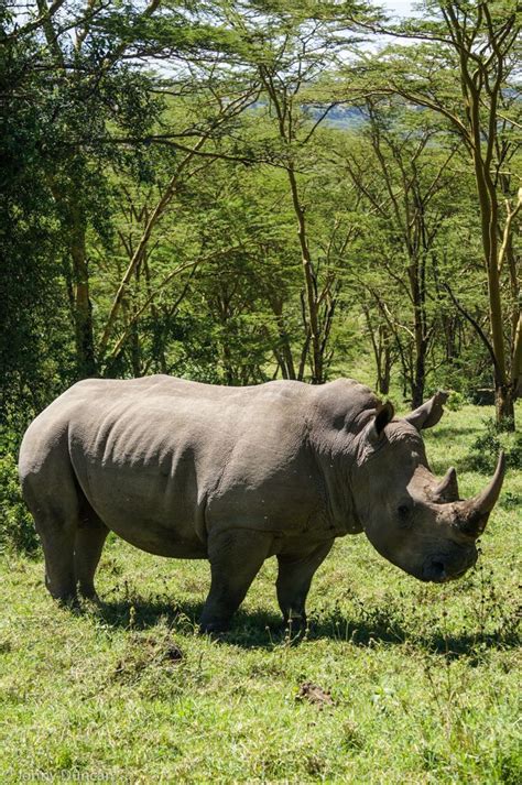 Lake Nakuru National Park Safari In Kenya Best Place To See Rhinos