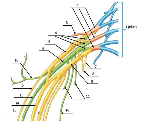 Brachial Plexus Lab Diagram Diagram Quizlet