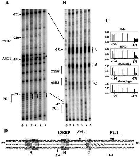 Dms And Uv In Vivo Footprinting Of The Human C Fms Promoter Reveals