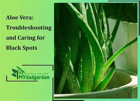 Black Spots On Aloe Plant Troubleshooting And Caring My Dad Garden