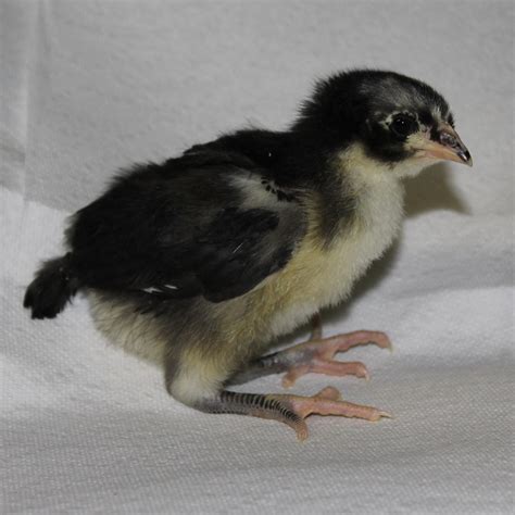 Black Australorp Backyard Chickens Learn How To Raise Chickens